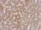3-Oxoacyl-ACP Synthase, Mitochondrial antibody, NBP2-19649, Novus Biologicals, Immunohistochemistry paraffin image 