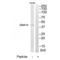 G Protein Subunit Alpha 14 antibody, A09083, Boster Biological Technology, Western Blot image 
