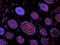 Pleckstrin antibody, orb373366, Biorbyt, Immunofluorescence image 