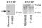 Endothelin Receptor Type A antibody, NB600-836, Novus Biologicals, Western Blot image 