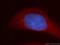 Upregulator Of Cell Proliferation antibody, 11998-1-AP, Proteintech Group, Immunofluorescence image 