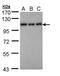 Semaphorin 7A (John Milton Hagen Blood Group) antibody, PA5-28971, Invitrogen Antibodies, Western Blot image 