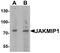 Janus Kinase And Microtubule Interacting Protein 1 antibody, A09437, Boster Biological Technology, Western Blot image 