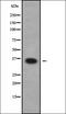 Nanog Homeobox Retrogene P8 antibody, orb378338, Biorbyt, Western Blot image 