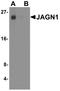 Jagunal Homolog 1 antibody, TA355006, Origene, Western Blot image 