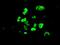 GATA Binding Protein 4 antibody, GTX84461, GeneTex, Immunocytochemistry image 