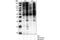 PXsPXR/K-S-P antibody, 2325S, Cell Signaling Technology, Western Blot image 