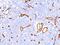 CD34 antibody, MBS438003, MyBioSource, Immunohistochemistry paraffin image 