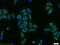 Diphthamide Biosynthesis 2 antibody, 12367-1-AP, Proteintech Group, Immunofluorescence image 