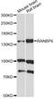 RAN Binding Protein 6 antibody, LS-C749477, Lifespan Biosciences, Western Blot image 