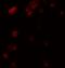 Killer cell immunoglobulin-like receptor 2DS2 antibody, LS-C358485, Lifespan Biosciences, Immunofluorescence image 