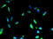 Monocyte to macrophage differentiation factor 2 antibody, A66126-100, Epigentek, Immunofluorescence image 