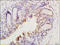 Thymosin Beta 10 antibody, 251459, Abbiotec, Immunohistochemistry paraffin image 
