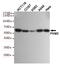 Pyruvate Kinase M1/2 antibody, TA347018, Origene, Western Blot image 