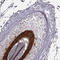 Fatty Acid Binding Protein 9 antibody, HPA073619, Atlas Antibodies, Immunohistochemistry frozen image 