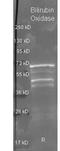 Bilirubin oxidase antibody, orb344195, Biorbyt, Western Blot image 