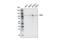 Zinc Fingers And Homeoboxes 2 antibody, 20937S, Cell Signaling Technology, Western Blot image 