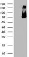 Gp110 antibody, TA802983, Origene, Western Blot image 