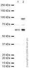 Staufen Double-Stranded RNA Binding Protein 1 antibody, ab73478, Abcam, Western Blot image 