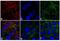 Rabbit IgG antibody, A10523, Invitrogen Antibodies, Immunofluorescence image 
