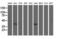 COBW Domain Containing 1 antibody, LS-C115555, Lifespan Biosciences, Western Blot image 