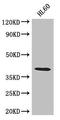 Leucine Zipper Protein 2 antibody, LS-C396966, Lifespan Biosciences, Western Blot image 