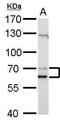 Prelamin-A/C antibody, TA308920, Origene, Western Blot image 