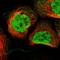 Zinc Finger Protein 512B antibody, HPA006688, Atlas Antibodies, Immunofluorescence image 