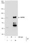 Nuclear pore complex protein Nup98-Nup96 antibody, PA5-34826, Invitrogen Antibodies, Immunoprecipitation image 