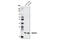 Synaptosome Associated Protein 25 antibody, 5308S, Cell Signaling Technology, Western Blot image 