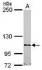 Bromodomain-containing protein 1 antibody, PA5-30687, Invitrogen Antibodies, Western Blot image 