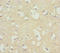 Neurocalcin Delta antibody, LS-C676122, Lifespan Biosciences, Immunohistochemistry paraffin image 
