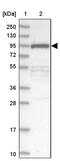 FCH Domain Only 2 antibody, PA5-58060, Invitrogen Antibodies, Western Blot image 