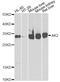 Adenylate kinase 2, mitochondrial antibody, STJ28602, St John