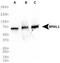 Aryl hydrocarbon receptor nuclear translocator-like protein 1 antibody, TA301430, Origene, Western Blot image 