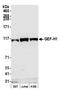 Rho/Rac Guanine Nucleotide Exchange Factor 2 antibody, A301-928A, Bethyl Labs, Western Blot image 