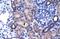 Zinc Finger Protein 84 antibody, PA5-41095, Invitrogen Antibodies, Immunohistochemistry frozen image 