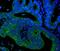 Keratin 18 antibody, M01357-4, Boster Biological Technology, Immunofluorescence image 