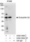 SH3 Domain Containing GRB2 Like 1, Endophilin A2 antibody, A302-350A, Bethyl Labs, Immunoprecipitation image 