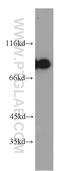 Leucine Zipper And EF-Hand Containing Transmembrane Protein 1 antibody, 16024-1-AP, Proteintech Group, Western Blot image 