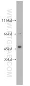 Antizyme Inhibitor 1 antibody, 11548-1-AP, Proteintech Group, Western Blot image 