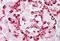 Glycoprotein 2 antibody, NBP1-59912, Novus Biologicals, Immunohistochemistry frozen image 