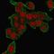 Tumor Necrosis Factor antibody, GTX35134, GeneTex, Immunofluorescence image 