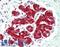 Enolase 1 antibody, LS-B11813, Lifespan Biosciences, Immunohistochemistry paraffin image 