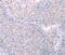 Spermatogenesis Associated 6 antibody, PA5-50280, Invitrogen Antibodies, Immunohistochemistry frozen image 