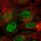 Cerebellar Degeneration Related Protein 1 antibody, HPA073147, Atlas Antibodies, Immunofluorescence image 