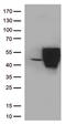 B7-DC antibody, UM800115CF, Origene, Western Blot image 