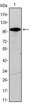 DEAD-Box Helicase 4 antibody, STJ97998, St John