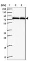 Zinc Finger Protein 778 antibody, NBP2-33637, Novus Biologicals, Western Blot image 