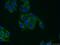 Cytochrome b-c1 complex subunit 8 antibody, 14975-1-AP, Proteintech Group, Immunofluorescence image 